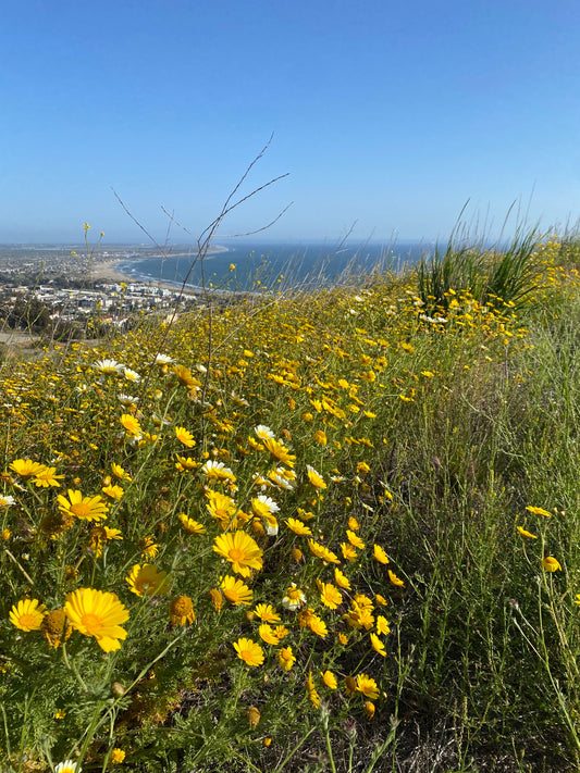 The Magic of Ventura, the Coastline Where I Live